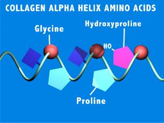amino acids helix.jpg (11364 bytes)