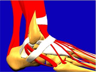 ankle muscles.jpg (13560 bytes)