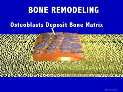 Cartilage and Bone Matrix Remodeling, Osteoblasts,  Osteoclasts:Slides,Images and Animations in Arthritis and Rheumatism page 14