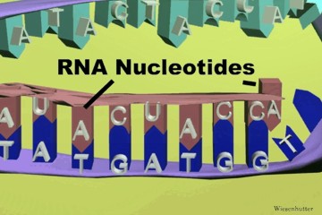 Transcription And Translation: Slides, Images and Animations in Arthritis and Rheumatism page 47 Transcription And Translation: Slides, Images and Animations in Arthritis and Rheumatism page 47