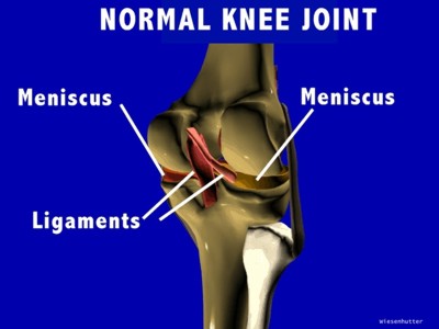 anatomy of the knee posterior view