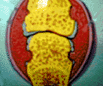 WIDTH=149
